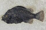Framed Fossil Fish (Cockerellites) - Wyoming #143763-2